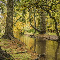 Buy canvas prints of  Blackwater,Rhinefield Ornamental Drive,New Forest by Sue Knight