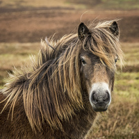 Buy canvas prints of  Exmoor pony by Sue Knight