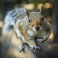 Buy canvas prints of  Squirrel in the park by Sue Knight