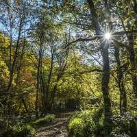 Buy canvas prints of  A walk through the woods at Tarr Steps,Somerset by Sue Knight