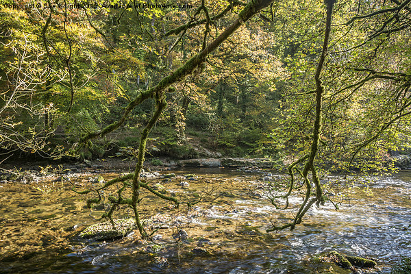  A peaceful scene at Tarr Steps woods Picture Board by Sue Knight