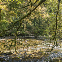Buy canvas prints of  A peaceful scene at Tarr Steps woods by Sue Knight