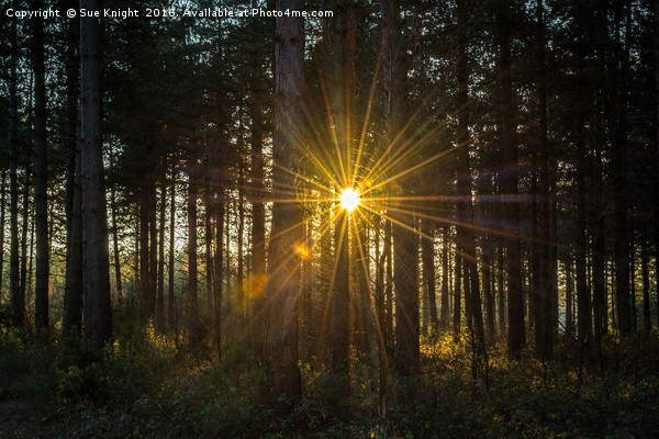 Sunburst through the trees Picture Board by Sue Knight