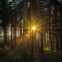 Buy canvas prints of Sunburst through the trees by Sue Knight