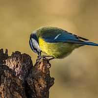 Buy canvas prints of Portrait of a Blue Tit by Sue Knight