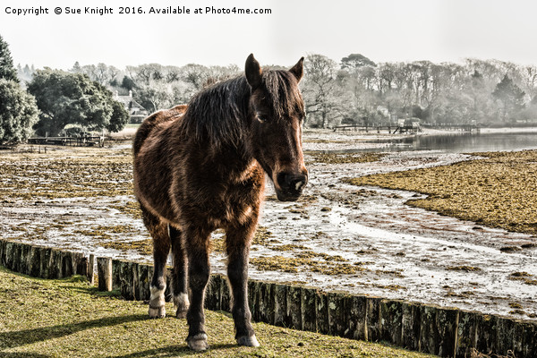 New Forest pony stood by the Beaulieu River Picture Board by Sue Knight
