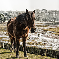 Buy canvas prints of New Forest pony stood by the Beaulieu River by Sue Knight