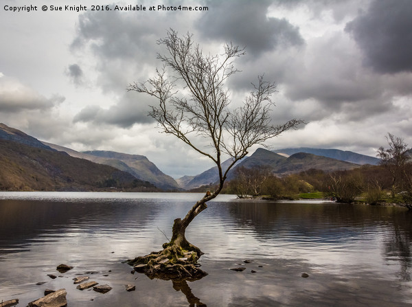 The tree in the lake.Llyn Padarn,North Wales Picture Board by Sue Knight