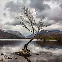 Buy canvas prints of The tree in the lake.Llyn Padarn,North Wales by Sue Knight