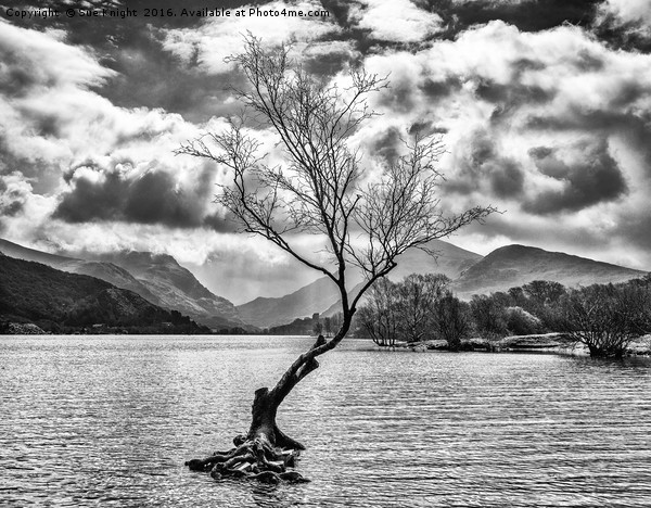 The Lone Tree at Llyn Padarn in black and white Picture Board by Sue Knight