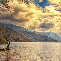 Buy canvas prints of The tree in the lake. Llyn Padarn, Snowdonia, Nort by Sue Knight
