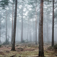 Buy canvas prints of Trees in the mist by Sue Knight