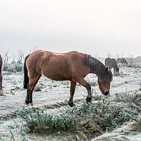 Buy canvas prints of New Forest Ponies on frosty heath land  by Sue Knight