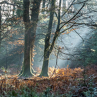Buy canvas prints of Sunlight through the Trees in the New Forest by Sue Knight