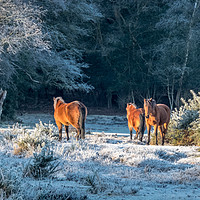 Buy canvas prints of Horses in Winter sunlight by Sue Knight