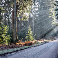 Buy canvas prints of Ornamental Drive at Rhinefield in the New Forest by Sue Knight