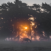 Buy canvas prints of Misty Morning Sunrise by Sue Knight