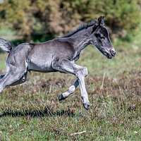 Buy canvas prints of New Forest Foal - Kicking up his heels by Sue Knight
