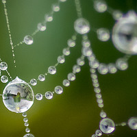 Buy canvas prints of Morning dew on a cobweb by Sue Knight