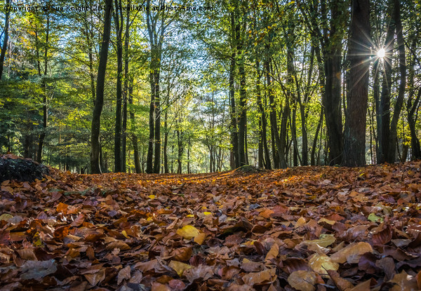 A leafy New Forest walk Picture Board by Sue Knight