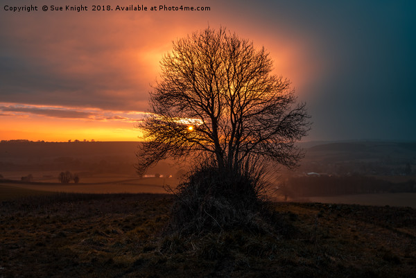 Sunset and trees, Lower Ansty  countryside, Dorset Picture Board by Sue Knight