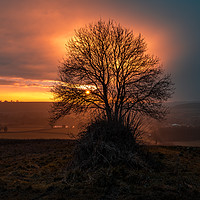 Buy canvas prints of Sunset and trees, Lower Ansty  countryside, Dorset by Sue Knight