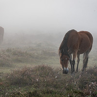Buy canvas prints of New Forest Ponies in the mist  by Sue Knight
