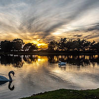 Buy canvas prints of Swans at Sunset on Hatchet Pond by Sue Knight