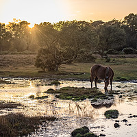 Buy canvas prints of Tranquil view of a New Forest Pony as the sun goes by Sue Knight