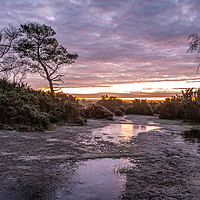 Buy canvas prints of A frosty morning on the New Forest by Sue Knight