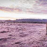 Buy canvas prints of New Forest Pony On A Frosty, Winter's Morning by Sue Knight