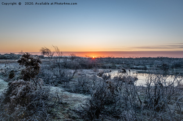 Frosty New Forest Sunrise Picture Board by Sue Knight