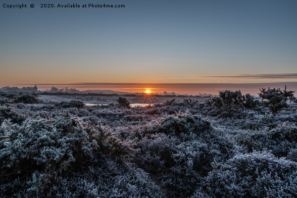 Frosty New Forest Sunrise Picture Board by Sue Knight