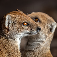 Buy canvas prints of A pair of Mongoose by Sue Knight