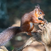 Buy canvas prints of Red Squirrel on tree branch by Sue Knight