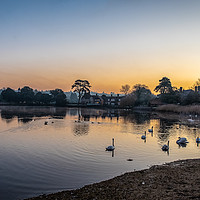 Buy canvas prints of Sunrise and swans, Beallieu Millpond, New Forest by Sue Knight