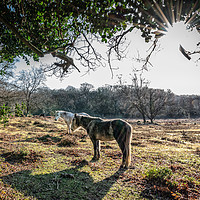 Buy canvas prints of New Forest Ponies by Sue Knight