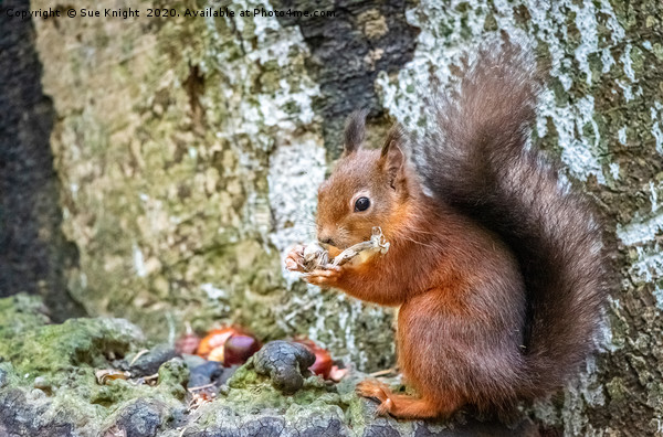 Red Squirrel Picture Board by Sue Knight