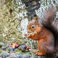 Buy canvas prints of Red Squirrel by Sue Knight