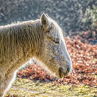 Buy canvas prints of Portrait of a New Forest Pony by Sue Knight