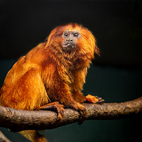 Buy canvas prints of Golden Lion Tamarin Monkey by Sue Knight