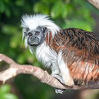 Buy canvas prints of The Cotton top Tamarin Monkey  by Sue Knight