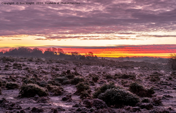 Frosty morning sunrise in the New Forest Picture Board by Sue Knight