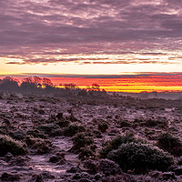 Buy canvas prints of Frosty morning sunrise in the New Forest by Sue Knight