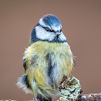 Buy canvas prints of The Blue Tit by Sue Knight