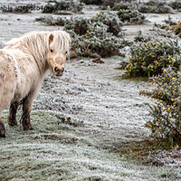 Buy canvas prints of Shetland Pony in the New Forest  by Sue Knight