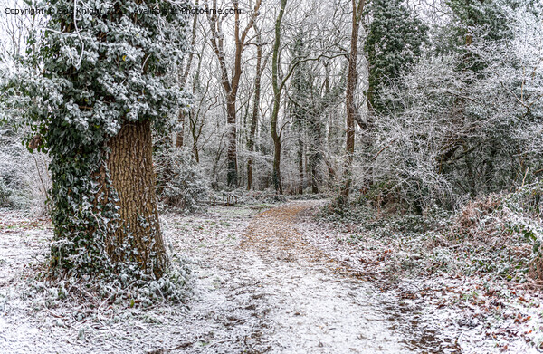 Winter Wonderland Walk New Forest Picture Board by Sue Knight