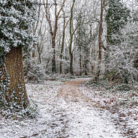 Buy canvas prints of Winter Wonderland Walk New Forest by Sue Knight