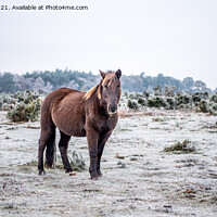 Buy canvas prints of New Forest Pony on a cold & frosty Winter's morning by Sue Knight