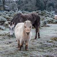 Buy canvas prints of New Forest & Shetland Ponies on a frosty heathland by Sue Knight